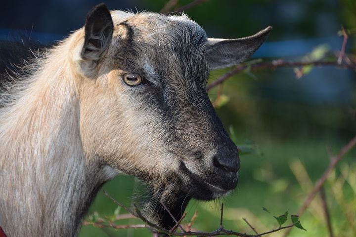 说出来可能没人信 山羊的瞳孔是长方形的