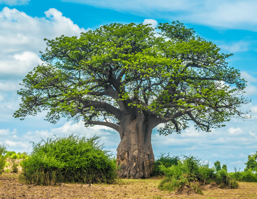 为了拯救这个星球 我们决定拔掉猴面包树