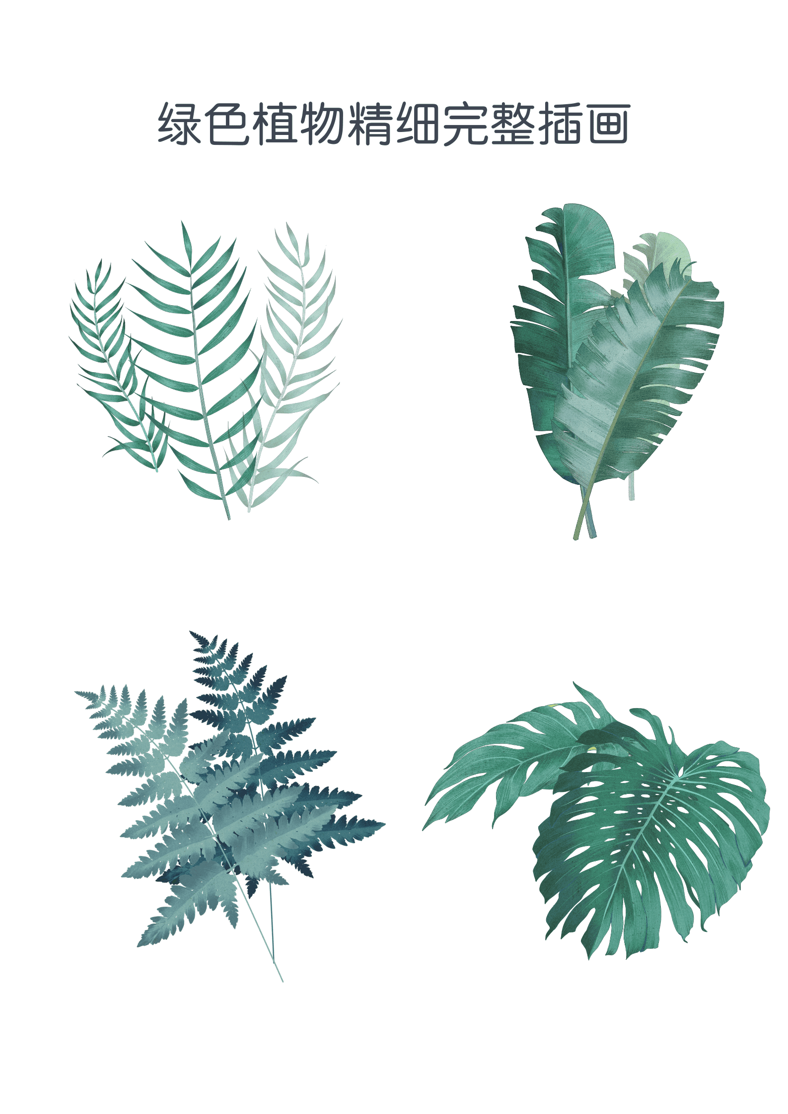 植物插画 这些大热的ins风绿植 我帮你整理好了素材模板